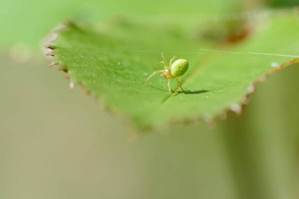 在选择性焦点摄影高清壁纸植物叶上的绿色的蟹蜘蛛
