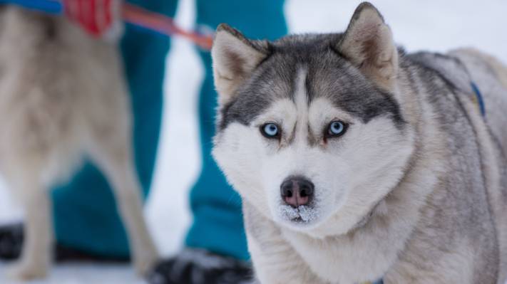 壁纸蓝色,眼睛,哈士奇,冬天,雪,狗,西伯利亚