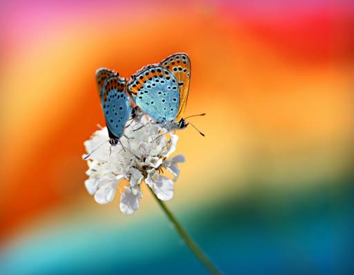 两朵蓝色和棕色蝴蝶的选择性的照片在白色petaled花HD墙纸