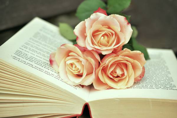 粉红色玫瑰在打开的书高清壁纸
