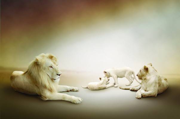 壁纸家庭,狮子,幼崽,母狮,白色,玩