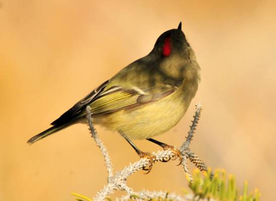 黑色和黄色的鸟在树枝上,kinglet,seedskadee国家野生动物保护区高清壁纸