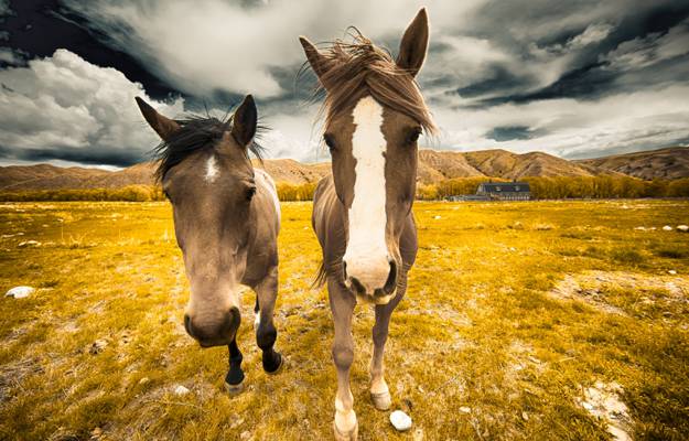 两匹棕色的马高清壁纸特写摄影