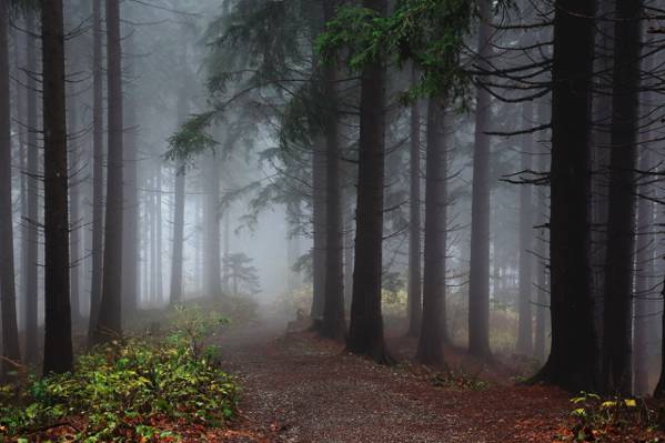 雾,自然,森林,径