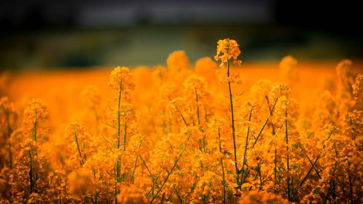 选择性焦点摄影的黄色的花朵高清壁纸