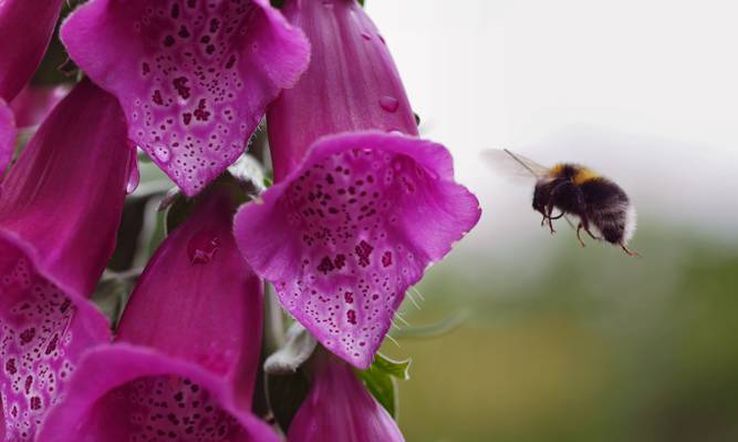紫色毛地黄花高清壁纸附近的蜜蜂的选择性焦点摄影