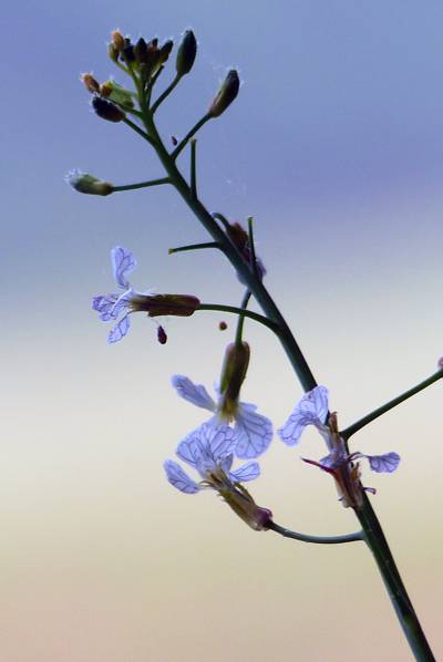 白色和紫色的花朵浅景深的照片高清壁纸