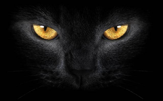 野生,黄色的眼睛,黑猫,黄色的眼睛,黑猫,野生