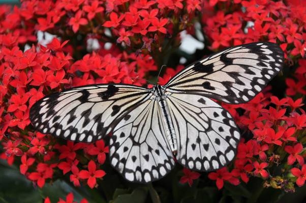 白色和黑色的蝴蝶红色花朵高清壁纸