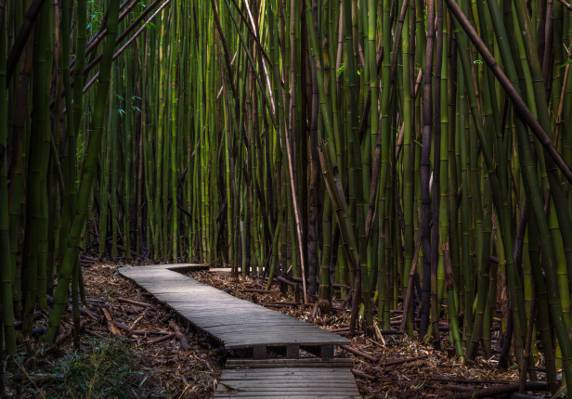 竹树高清壁纸之间的绿色木梯
