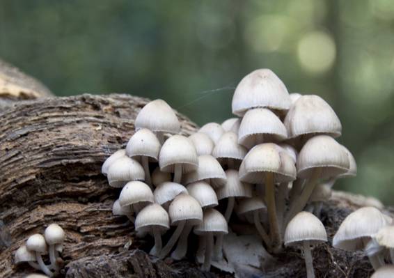选择性和特写照片上白蘑菇,真菌高清壁纸