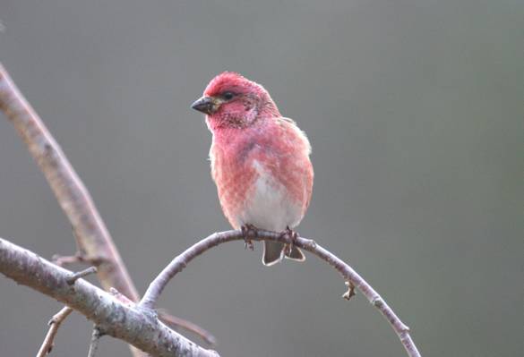 红色的鸟栖息在树枝上,紫色的雀科高清壁纸的动物摄影