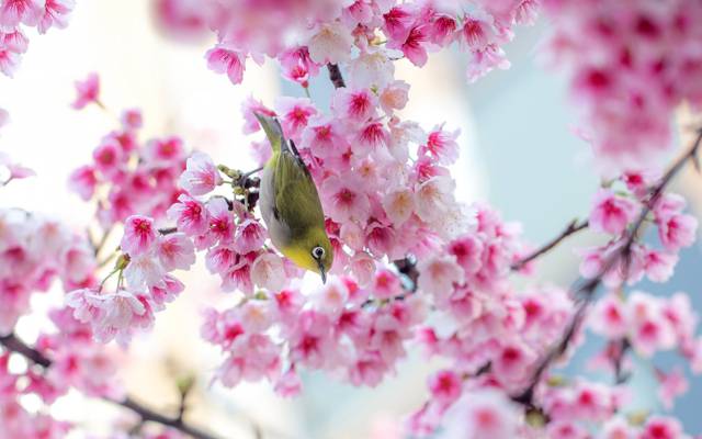 花,性质,树,鸟,樱花,粉红色,日本白眼,树枝,春天