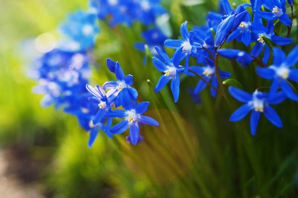 在特写镜头照片HD墙纸的蓝色petaled花
