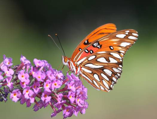 草甸布朗蝴蝶栖息在紫色的花朵选择性摄影,贝母高清壁纸