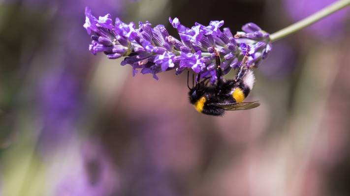 大黄蜂栖息在紫色豹花特写摄影高清壁纸