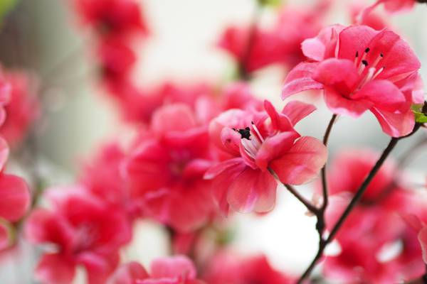 粉红色的花朵高清壁纸