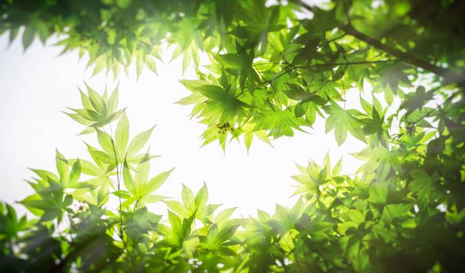 绿色的树叶在白天的高清壁纸浅焦点摄影