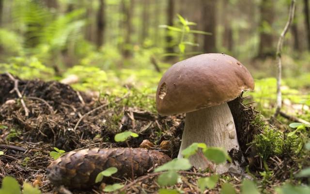 凹凸,青苔,Borovik,蘑菇,森林