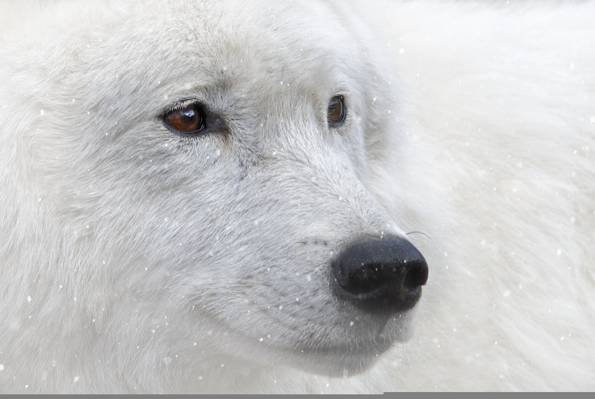 动物,棕色的眼睛,白狼,雪,看