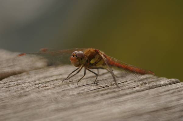 棕色蜻蜓高清壁纸