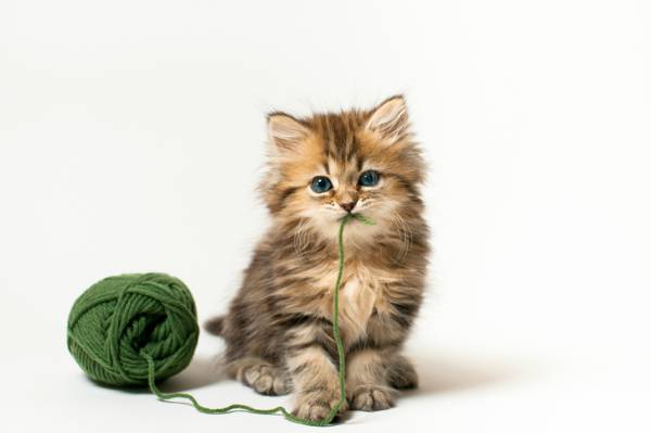 猫,游戏,雏菊,小猫,©Benjamin Torode,白色背景,绿线,纠结