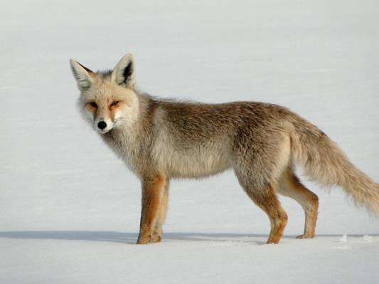 棕色和灰色的狼,狐狸高清壁纸
