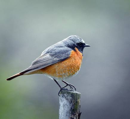 棕色和橙色的小鸟栖息在木杆上选择性焦点摄影,redstart高清壁纸