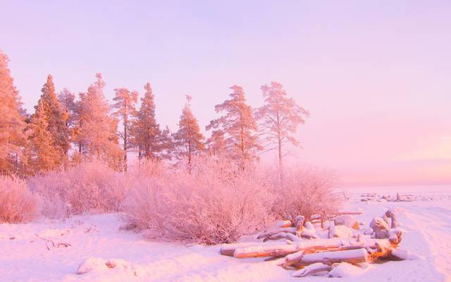 颜色,树木,雪,冬天