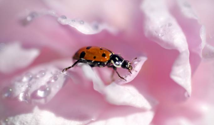 瓢虫在粉红色的花朵照片高清壁纸
