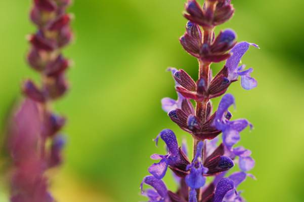 紫色Salvia花HD墙纸特写镜头照片