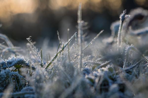 在白天的高清壁纸雪覆盖草的特写摄影
