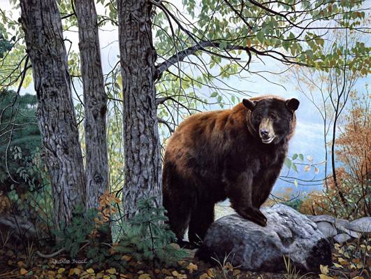 上午看,棕熊,熊,森林,绘画,自然,查尔斯Frace