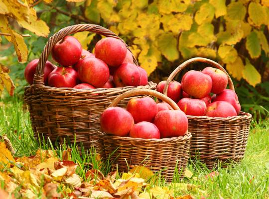 杂草,苹果,秋天,叶子,篮子