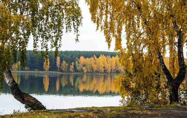 照片,河,秋,树,性质
