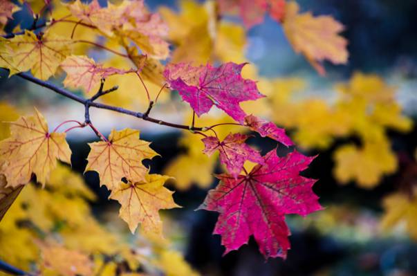 散景,秋天,分支机构,树,叶子