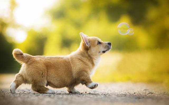泡沫,狗,威尔士柯基犬,小狗,卡帕,散景