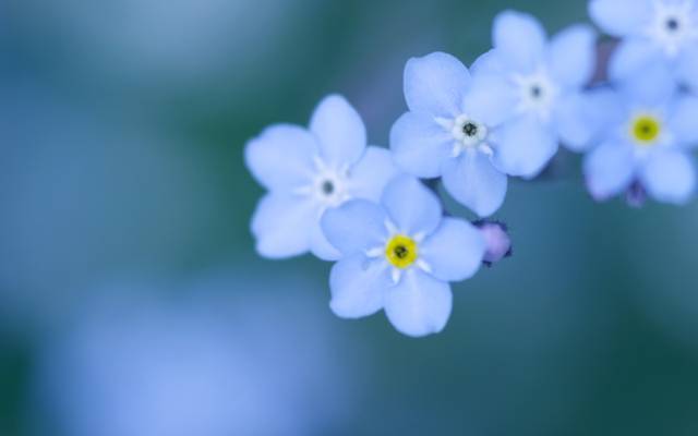 柔软,宏观,鲜花,勿忘我,蓝色,背景,颜色,模糊,花瓣,蓝色,小