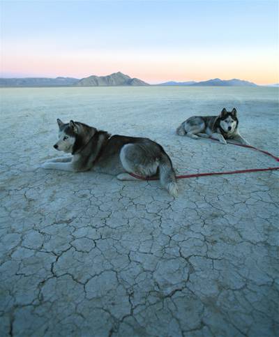 两个阿拉斯加阿拉斯加雪橇犬与开放领域高清壁纸上的红色皮带