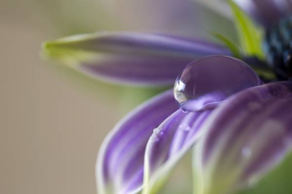 露珠上紫色的花朵重点镜头摄影高清壁纸