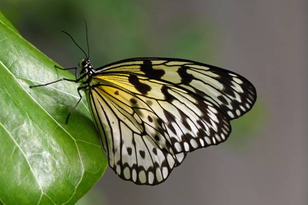 白色和黑色的飞蛾蝴蝶叶,想法leuconoe高清壁纸的尖端