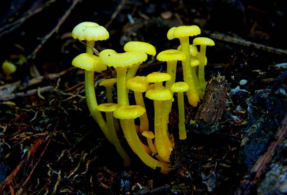 微距摄影的蘑菇,柠檬,hygrocybe高清壁纸