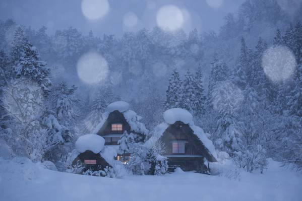 森林,白川,白川乡,村庄,日本,树木,冬天,雪,房子,日本