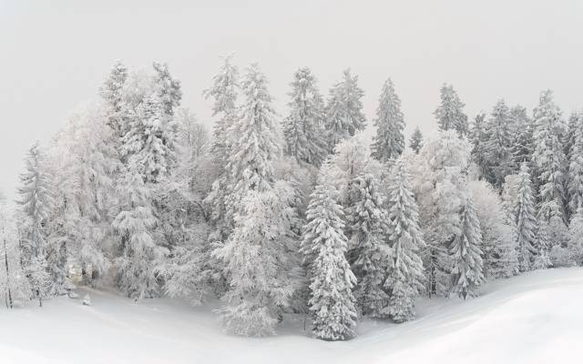 壁纸树木,雪,景观,冬天
