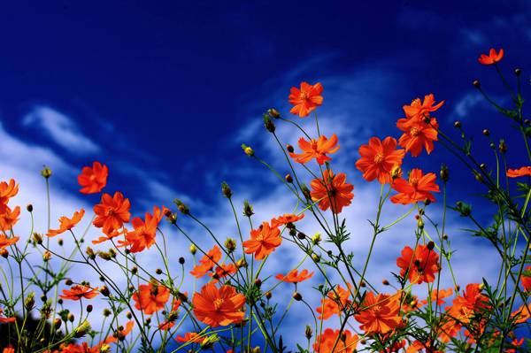 Kosmeya,花瓣,天空,云彩,自然