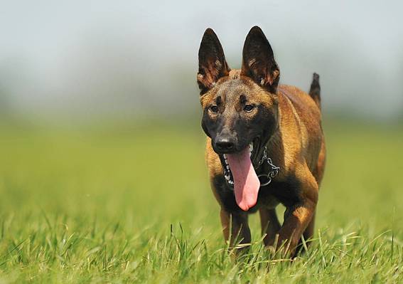 棕褐色和黑色在白天高清壁纸运行在绿色的草地上的比利时玛利诺犬