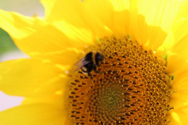 蜜蜂在黄色的向日葵高清壁纸