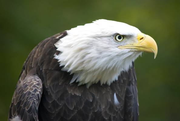 美国白头鹰高清壁纸的选择性焦点摄影