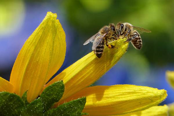 两个蜜蜂的浅焦点摄影栖息在黄色的花瓣花高清壁纸