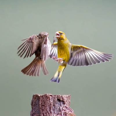 两个棕色和黄色的金丝雀战斗在飞行高清壁纸